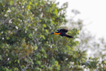Channel-billed Toucan