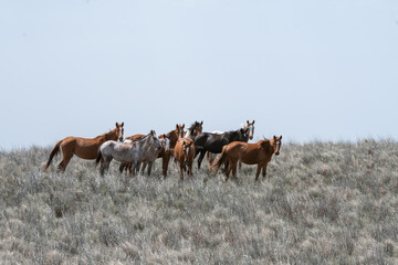 Group of horses in silver pasture field, looking at the camera.