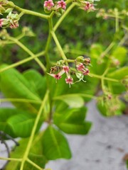 bunch of flowers