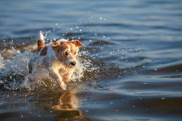 The dog runs on the water. Wirehaired wet Jack Russell Terrier on the seashore. Sunset