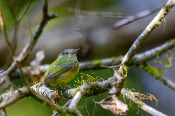 Wied's Tyrant-Manakin