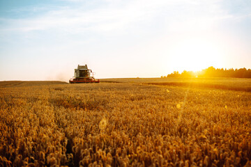 The combine harvester harvests ripe wheat. Ripe ears of the golden field against the blue sky. The...
