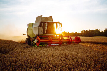Obraz premium The combine harvester harvests ripe wheat. Ripe ears of the golden field against the blue sky. The concept of a rich harvest. 