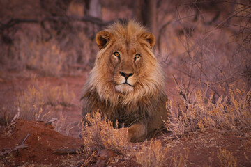 portrait of a lion in Namibia Africa