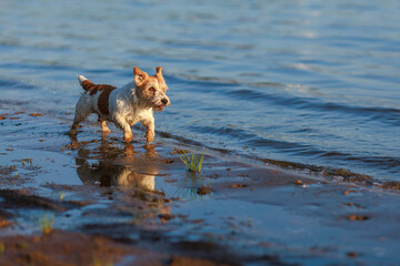 Dog breed Jack Russell Terrier runs along the seashore at sunset. Place for an inscription