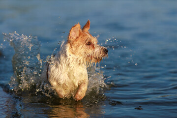 The dog runs on the water. Wirehaired wet Jack Russell Terrier on the seashore. Sunset
