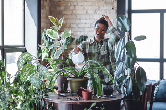 Attractive plus size African American young woman taking care about home plants. Enjoying household activity, singing, dance. Morning routine and mediation, mental health concept. Cozy green interior