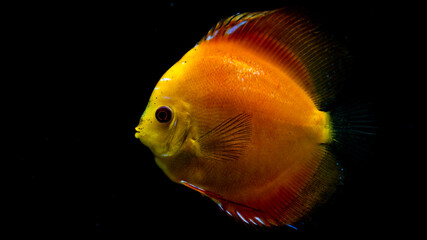 fish in aquarium