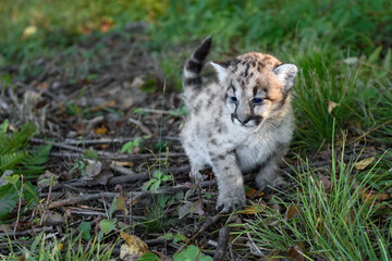 Naklejka na ściany i meble Cougar Kitten (Puma concolor) Squats to Urinate in Grass Autumn