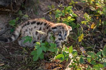 Backlit Cougar Kitten (Puma concolor) Ears Down Looks Right Autumn