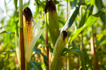 Ripe open cob of corn with grains, on a stalk.