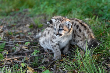 Cougar Kitten (Puma concolor) Squats While Sibling Walk Behind Autumn