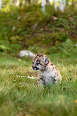 Obraz premium Cougar Kitten (Puma concolor) Sits in Grass Near Woods Autumn