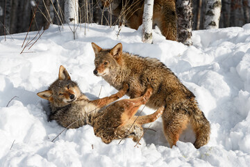 Coyote (Canis latrans) Pushes Away Packmate With All Four Paws Winter