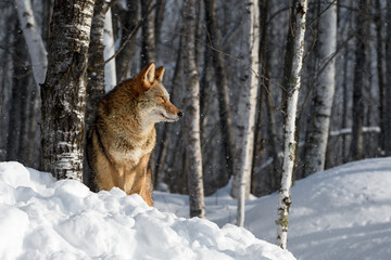 Coyote (Canis latrans) Looking Right in Falling Snow Back to Tree Winter