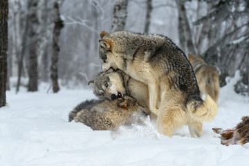 Fototapeta na wymiar Grey Wolves (Canis lupus) Pile On Top of Each Other Winter