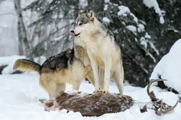 Grey Wolves (Canis lupus) Step Up on Deer Body Winter