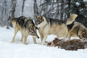 Grey Wolf (Canis lupus) Raises Lip to Snarl at Packmate Winter