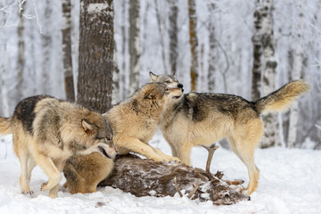 Grey Wolves (Canis lupus) Interact at White- Tail Deer Carcass Winter