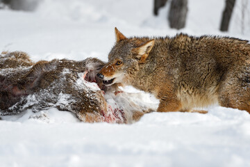 Coyote (Canis latrans) Gnaws On White-Tail Deer Carcass Winter