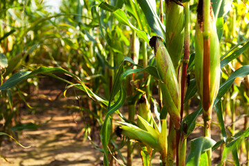 Ripe closed ear of corn, on a stalk, in a corn field.