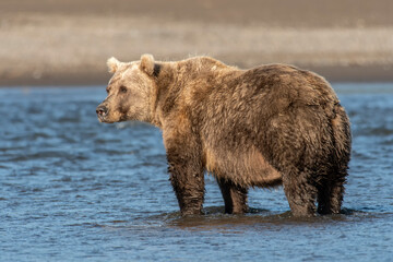 Obraz na płótnie Canvas Brown bear (Ursus arctos) on the beach; Lake Clark National Park; Alaska