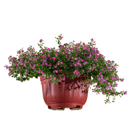 hanging flower pots with lush pink flowers, isolated on a white background