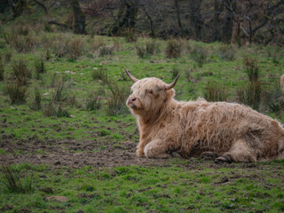 Scottish Highland Cows in a Field