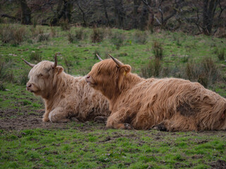 Scottish Highland Cows in a Field