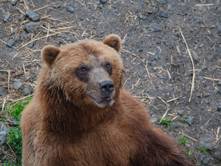 Alaskan Wildlife in Sitka