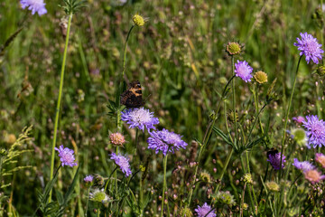 Kleiner Fuchs, Aglais urticae, Schmetterling auf einer lila Acker Witwenblume