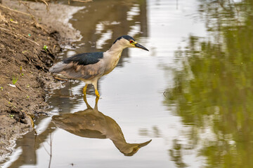 Black-crowned night heron (Nycticorax nycticorax) stands on a shallow creek and hunts.