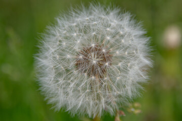 Löwenzahn Blüte Pusteblume