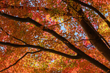 筑波山のもみじの紅葉