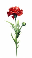 Watercolor red carnation flower isolated on white background