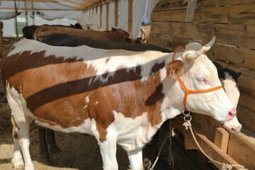 Livestock and Sacrifice Feast