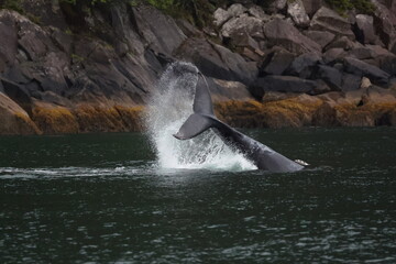 Buckelwal schl&auml;gt mit der Schwanzflosse aufs Wasser