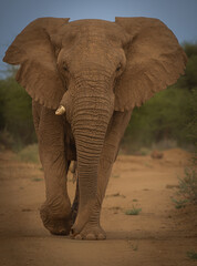 Fototapeta na wymiar Elephant Portrait Namibia 