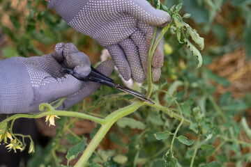 caring for vegetables in the garden, the farmer works with a pruner with scissors in the greenhouse and stepsons tomatoes, forms bushes and cuts branches, shoots and tomato bushes