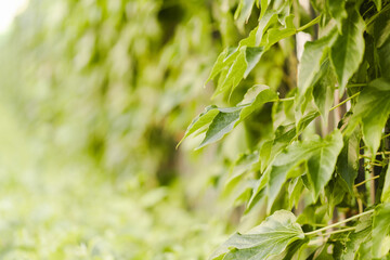 Green leaves wall, organic decorative garden, copy space