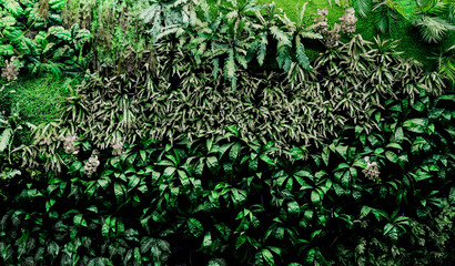 Herb wall, plant wall, natural green wallpaper and background. nature wall. Nature background of green forest