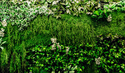 Herb wall, plant wall, natural green wallpaper and background. nature wall. Nature background of...