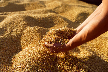 The hands of a farmer close up pour a handful of wheat grains in a wheat field.