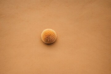 Fototapeta na wymiar A sea urchin s intricate patterns untouched on a sandy beach