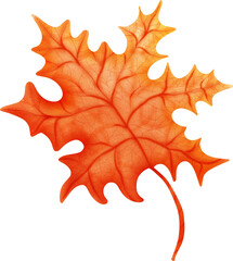 autumn leaves and flowers colorful foliage, vibrant beautiful leaf with hand drawn
