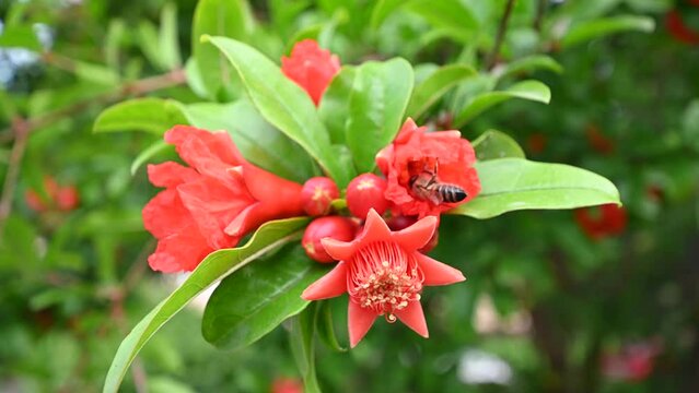 Pomegranate flower (Punica granatum) with a honey bee, red blossom