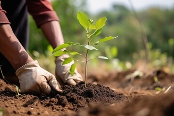 the gardener plants a young plant in the soil. The concept of greening