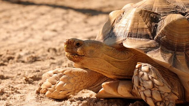 Close-up of an African Spurred Tortoise.