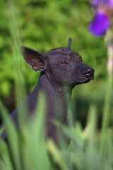 The portrait of a Xoloitzcuintle (Mexican hairless dog) posing outdoors sitting in a green grass with violet Iris flowers in summer