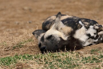 横になり寝るリカオン